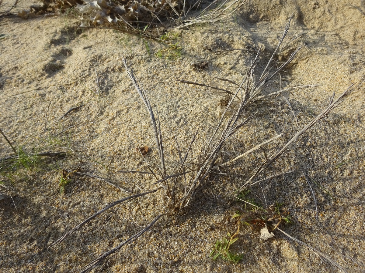 Cutandia maritima (Poaceae)